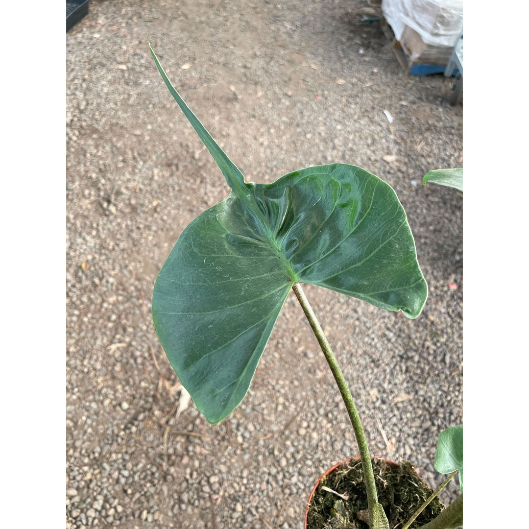 Alocasia macrorrhizos &