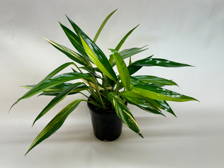 Pothos &
