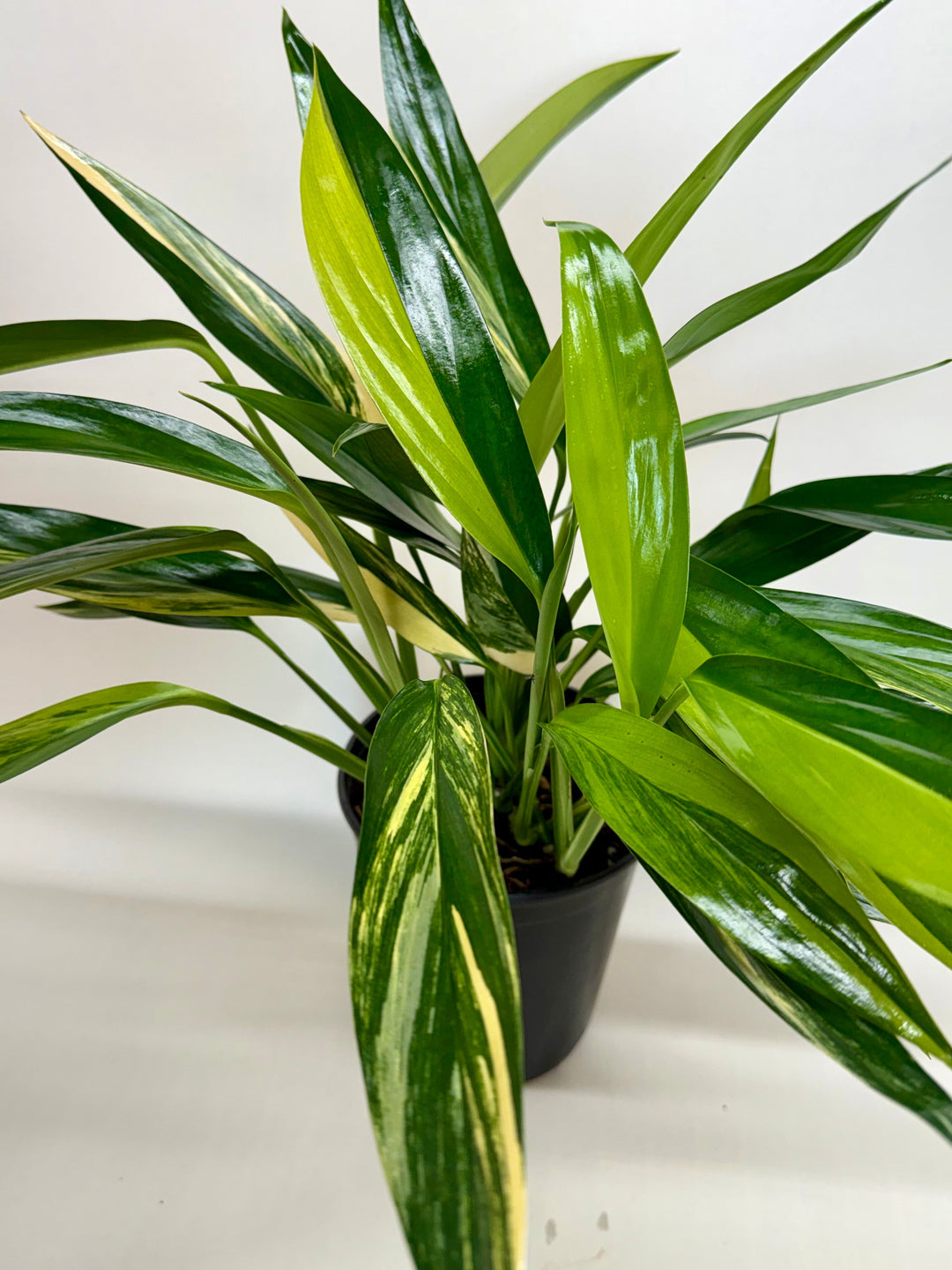 Pothos &
