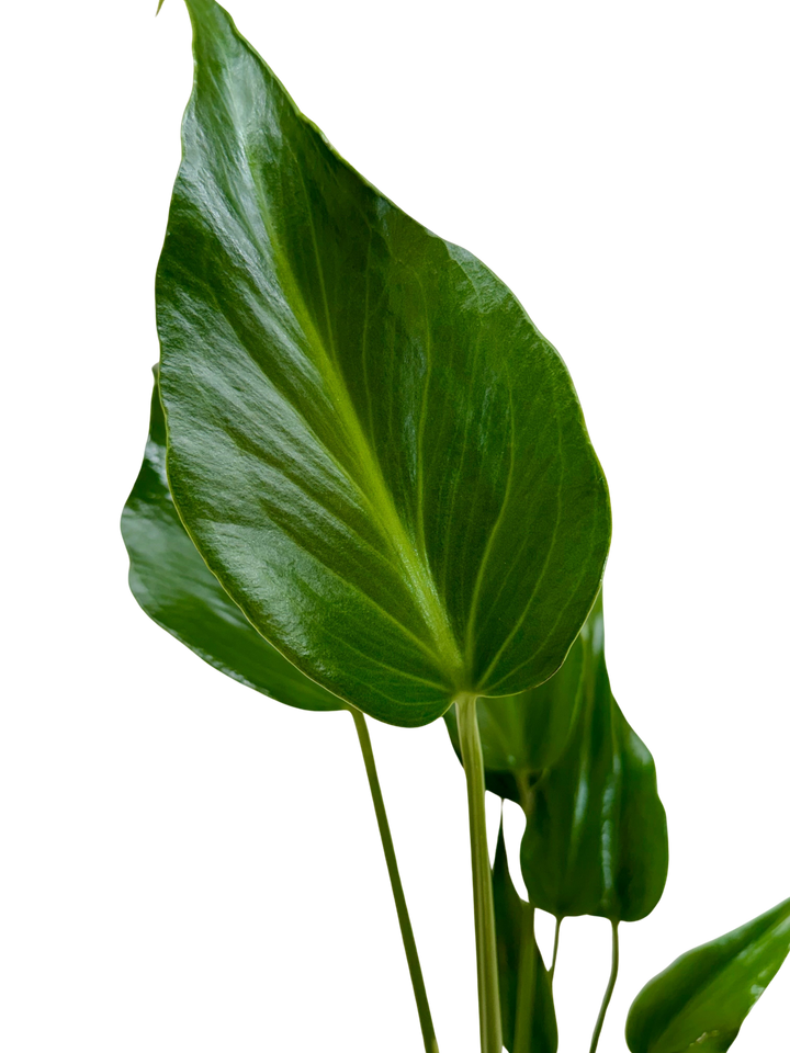 Monstera Burle Marx Flame