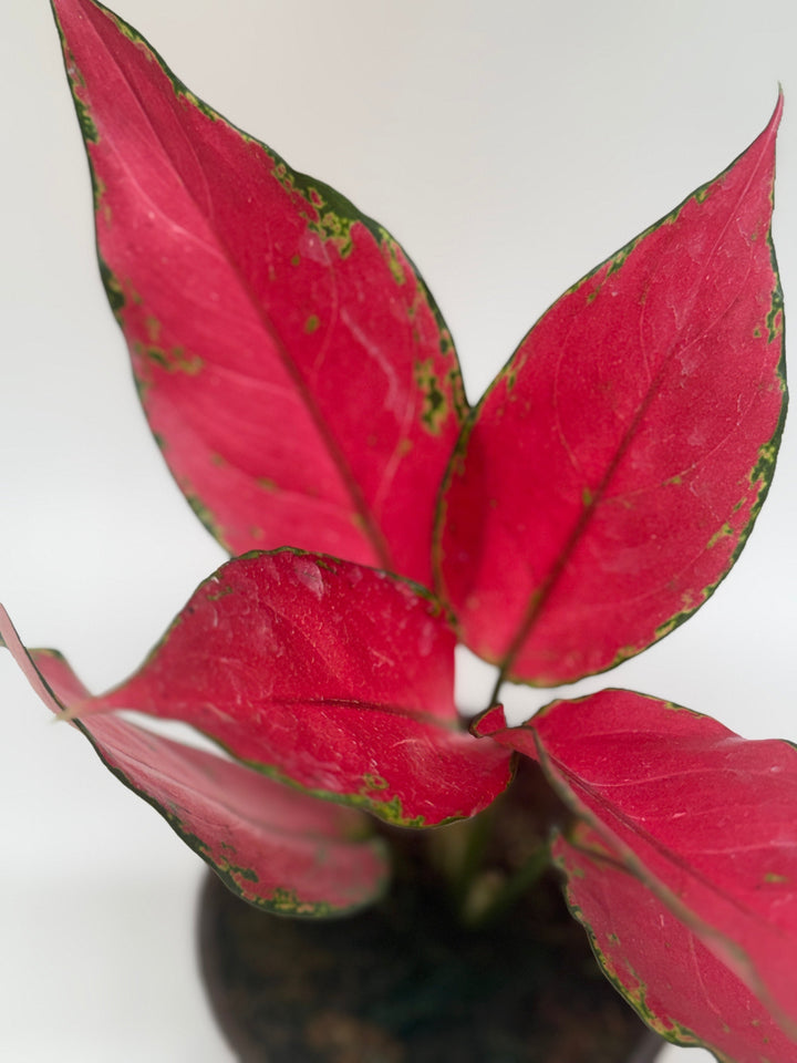Chinese Evergreen &