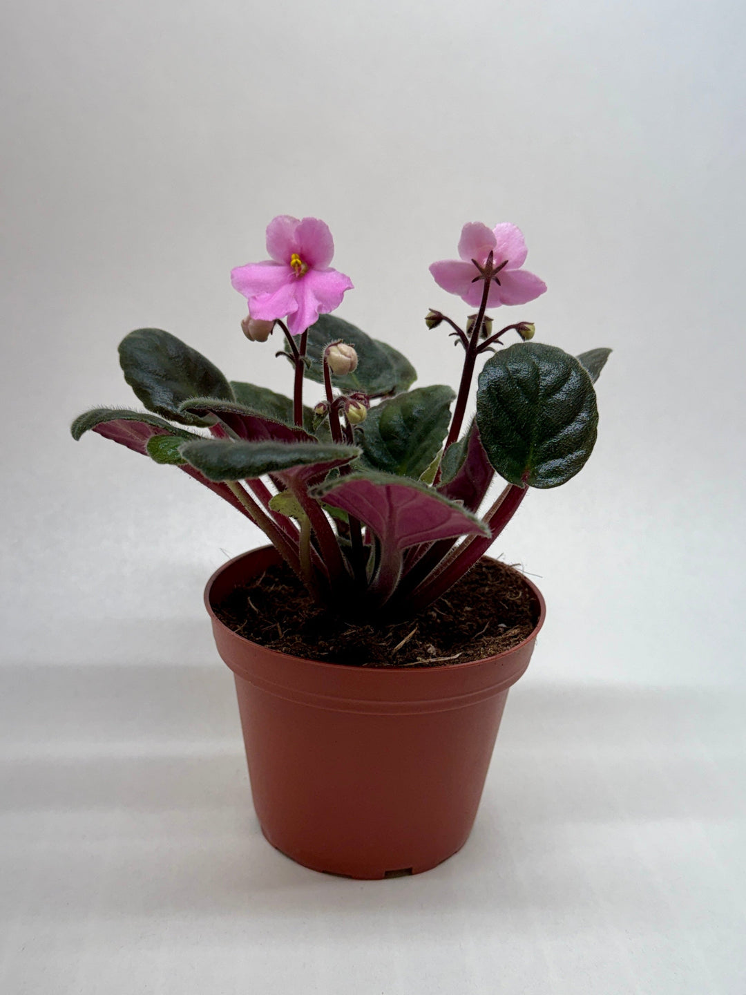 African Violet &