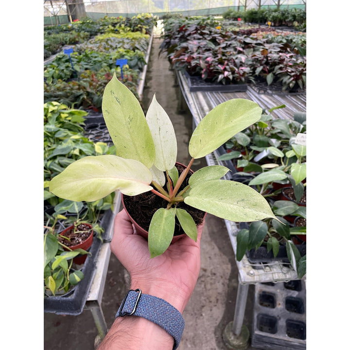 Philodendron &