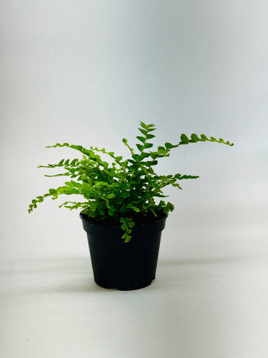 Lemon Button Fern