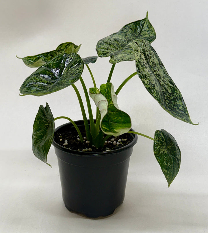 Alocasia &