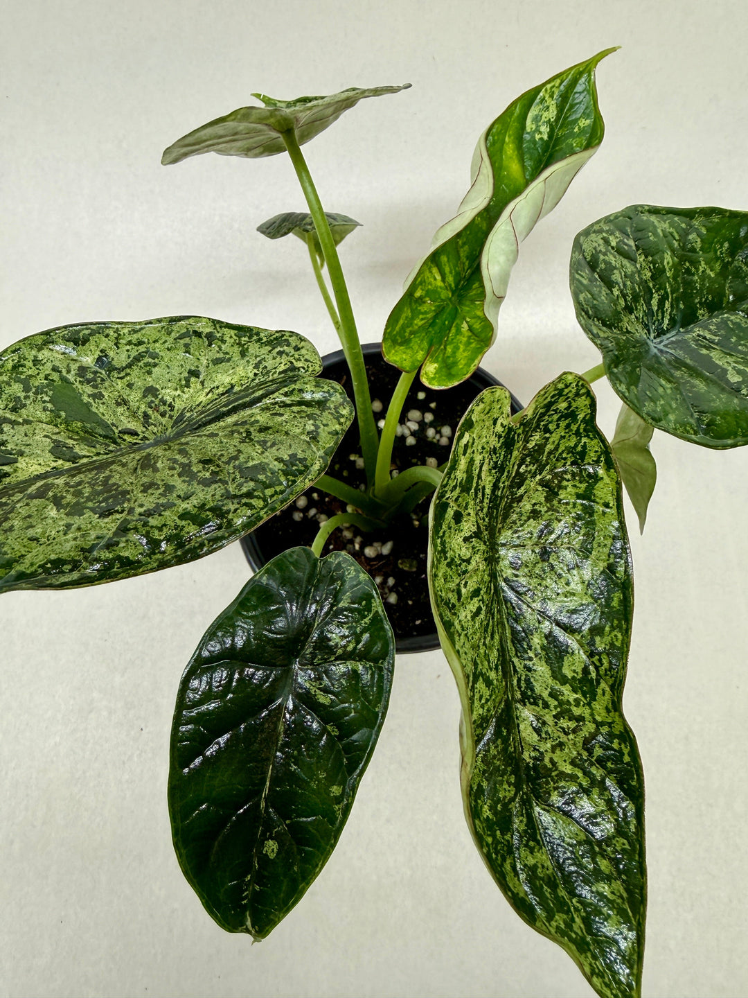 Alocasia &