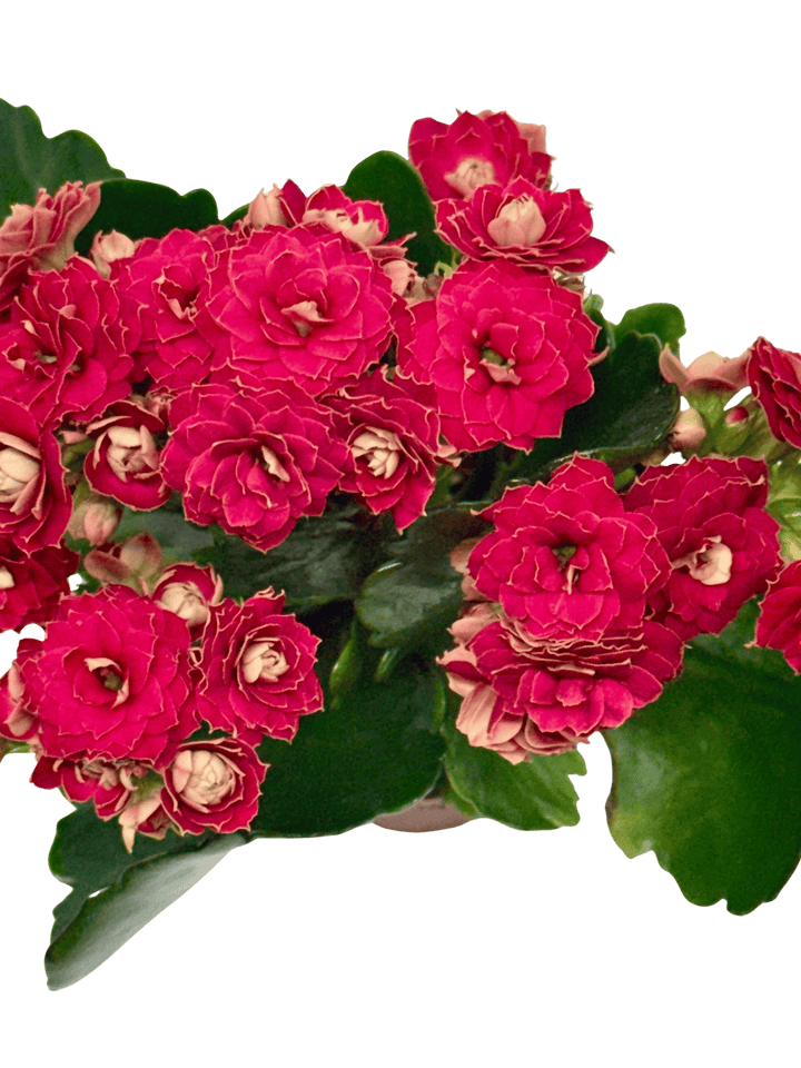 Kalanchoe &