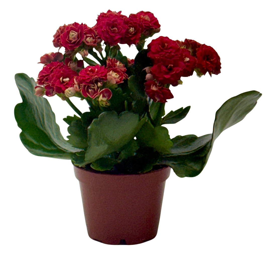 Kalanchoe &
