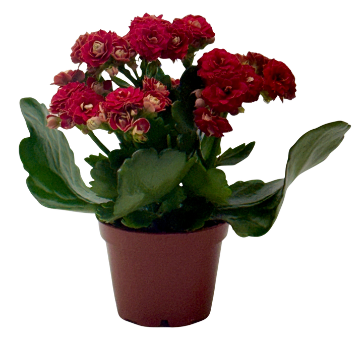 Kalanchoe &