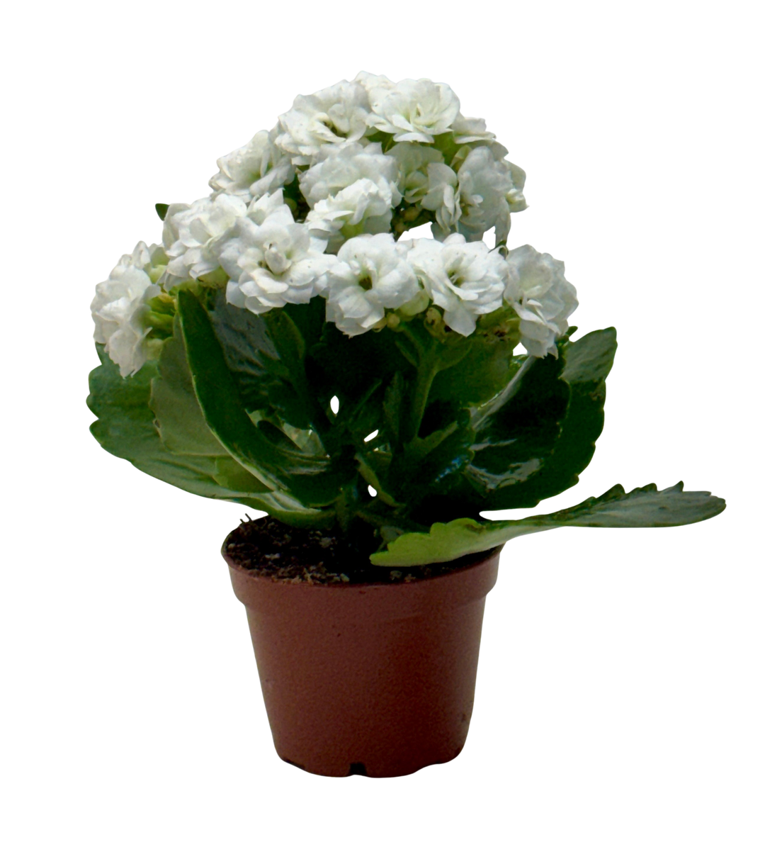 Kalanchoe &