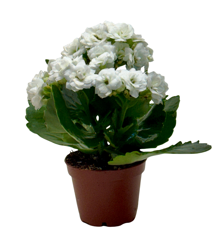 Kalanchoe &