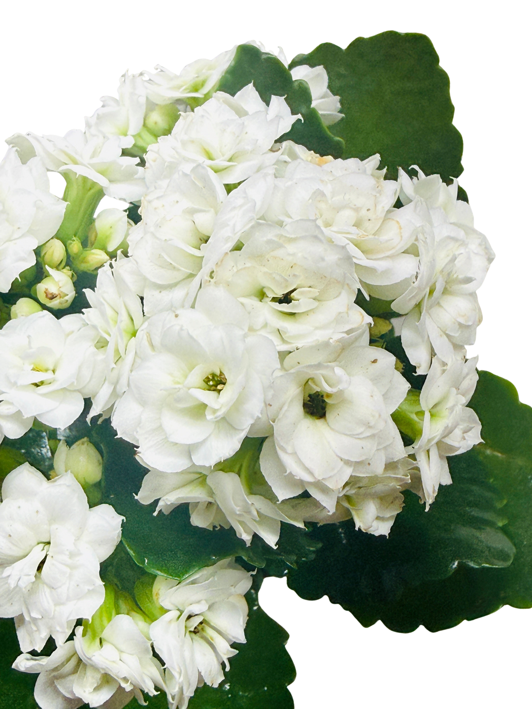 Kalanchoe &