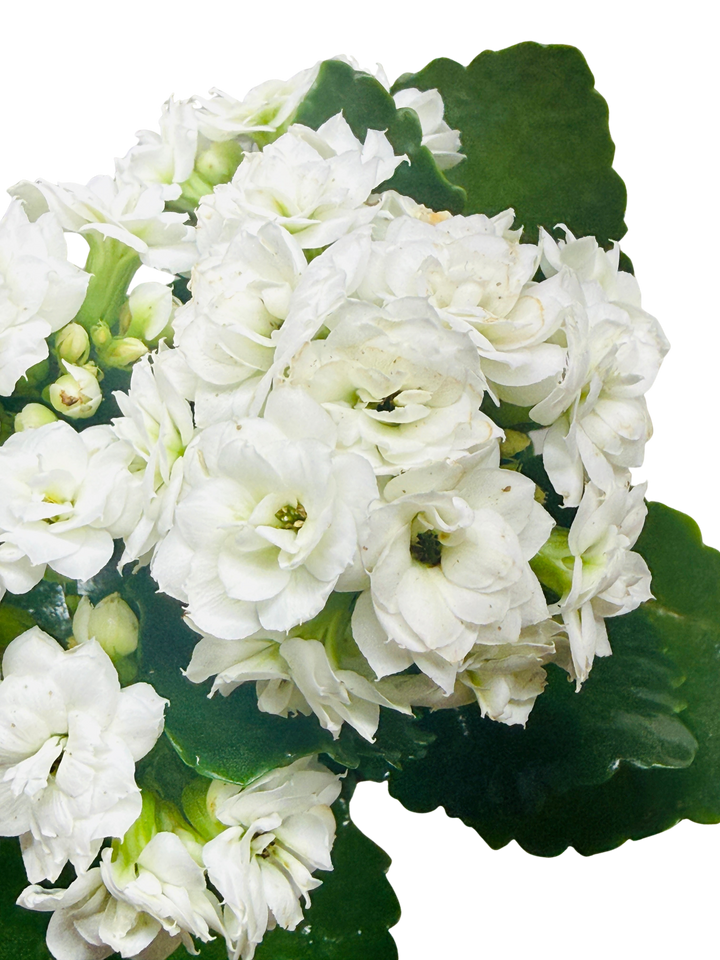 Kalanchoe &