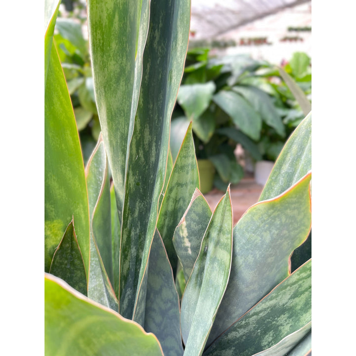 Snake Plant &