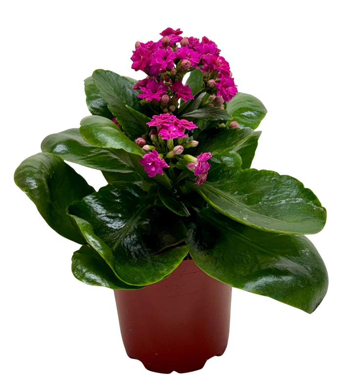 Kalanchoe &