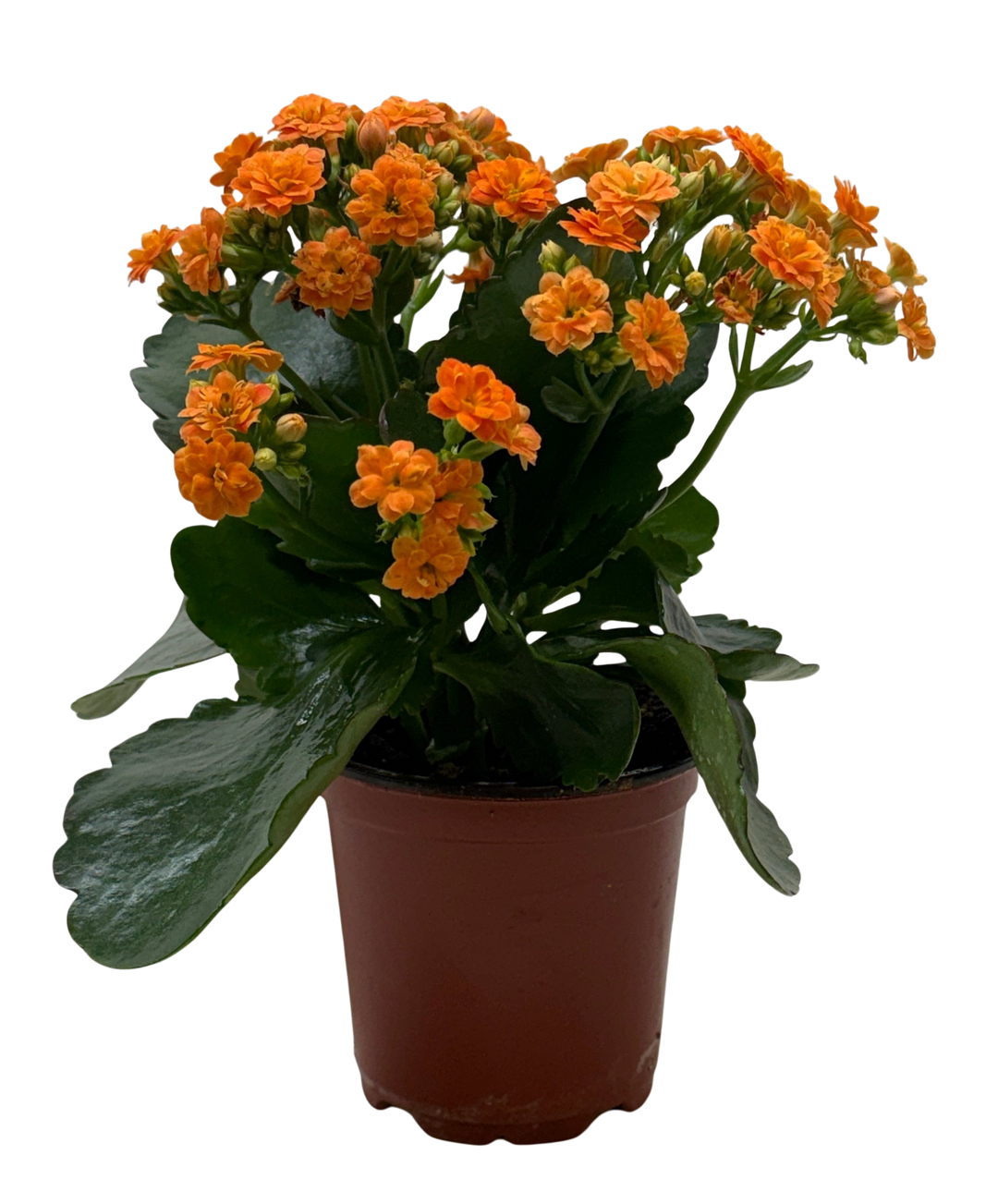 Kalanchoe &
