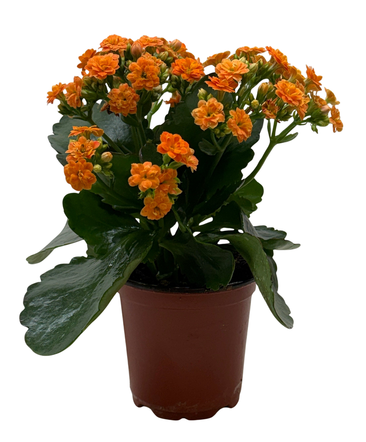 Kalanchoe &