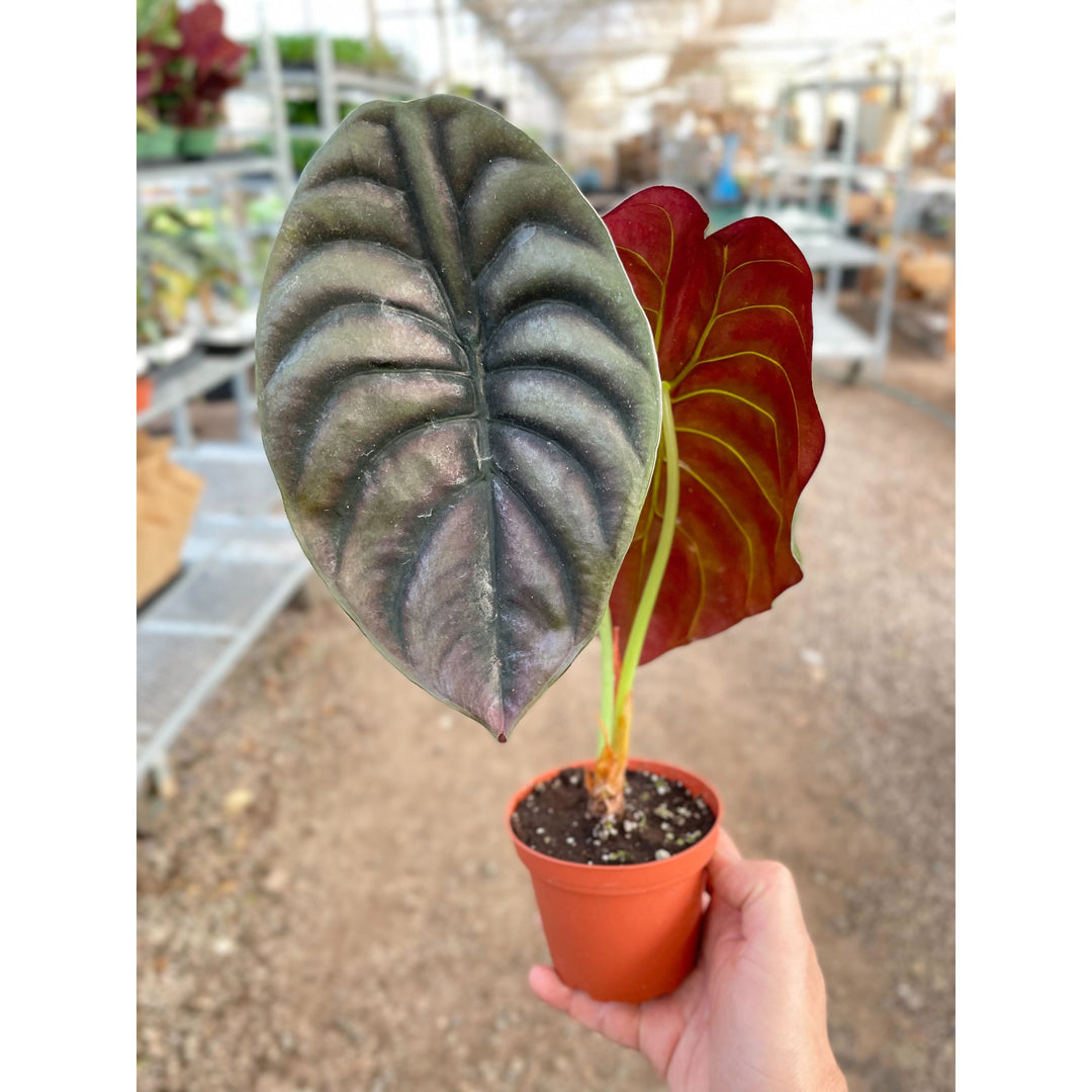 Alocasia &