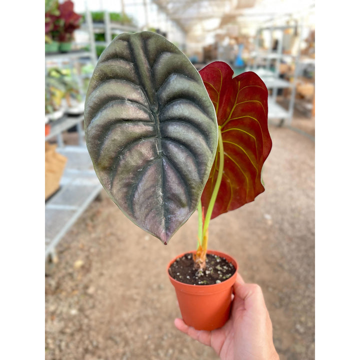 Alocasia &