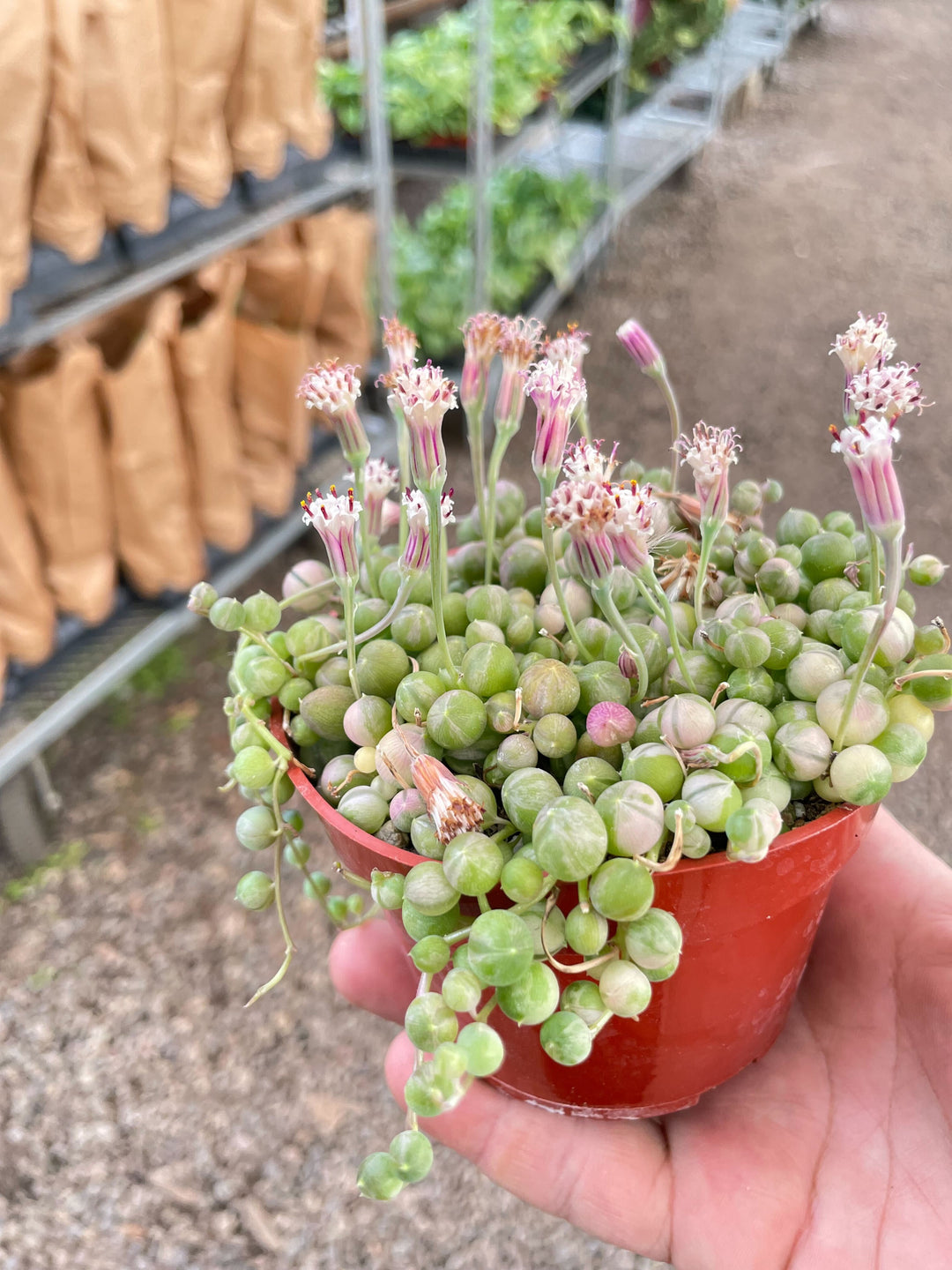 Succulent &