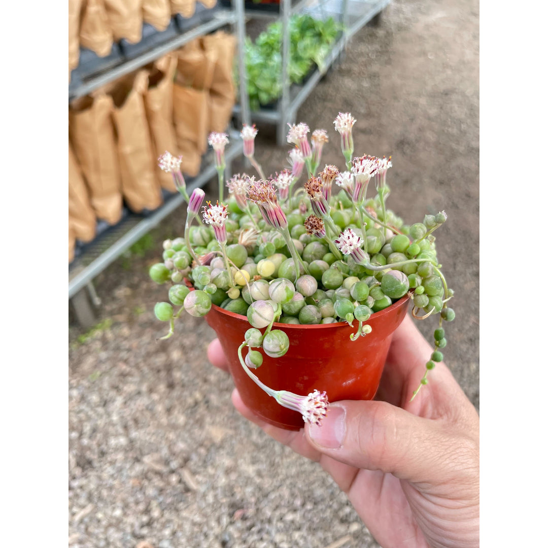 Succulent &