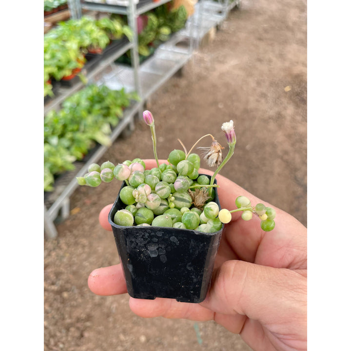Succulent &