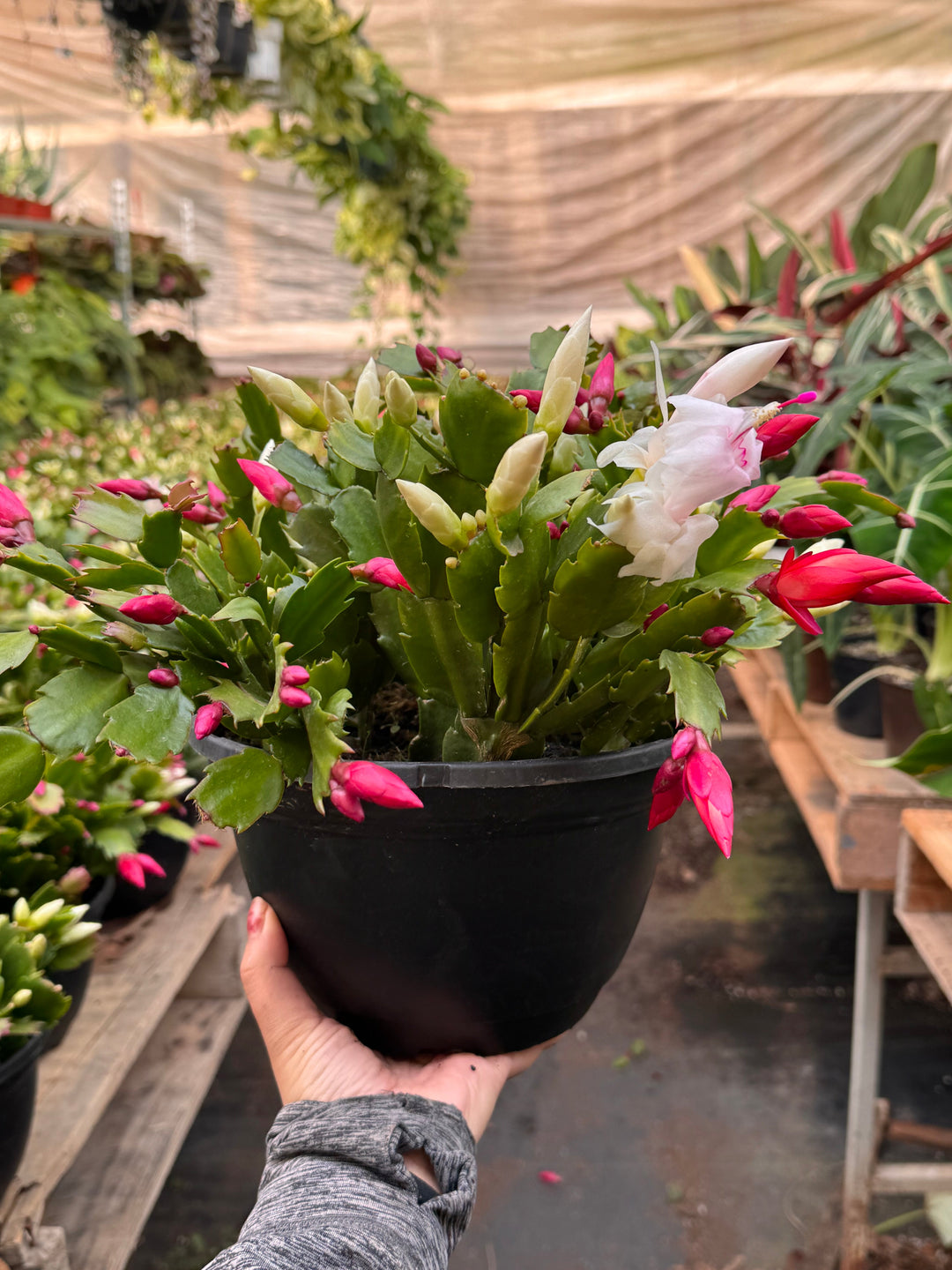 Zygocactus &