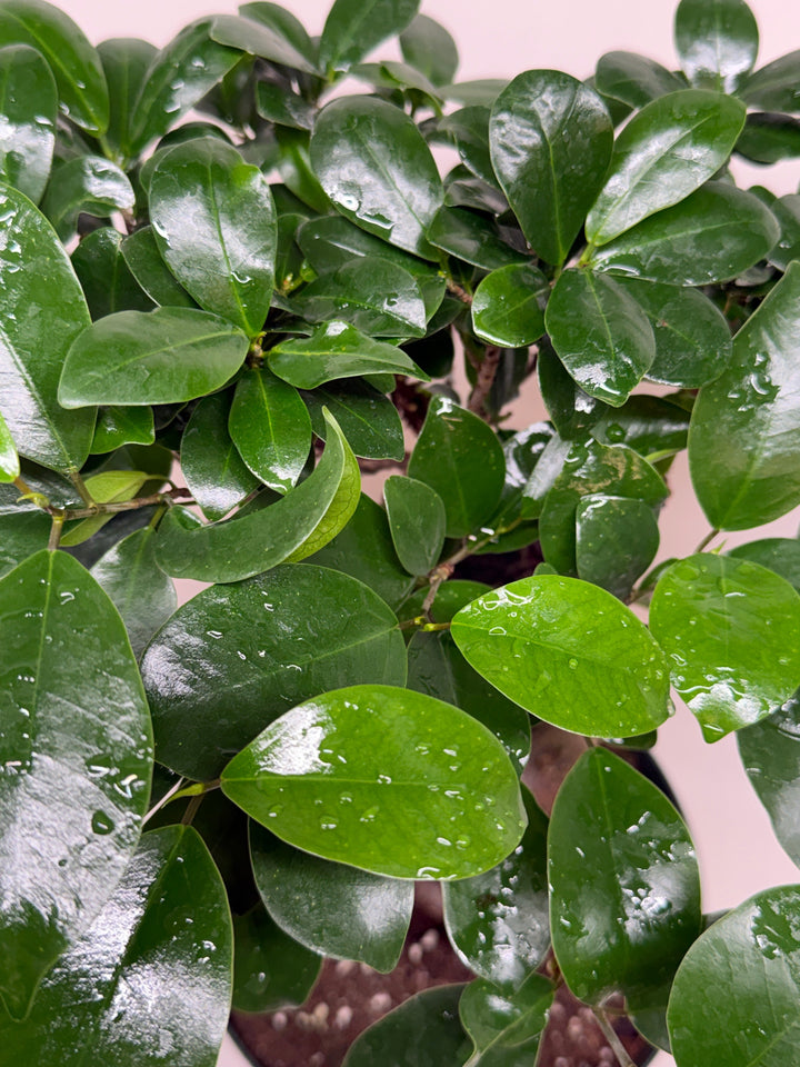 Ficus &