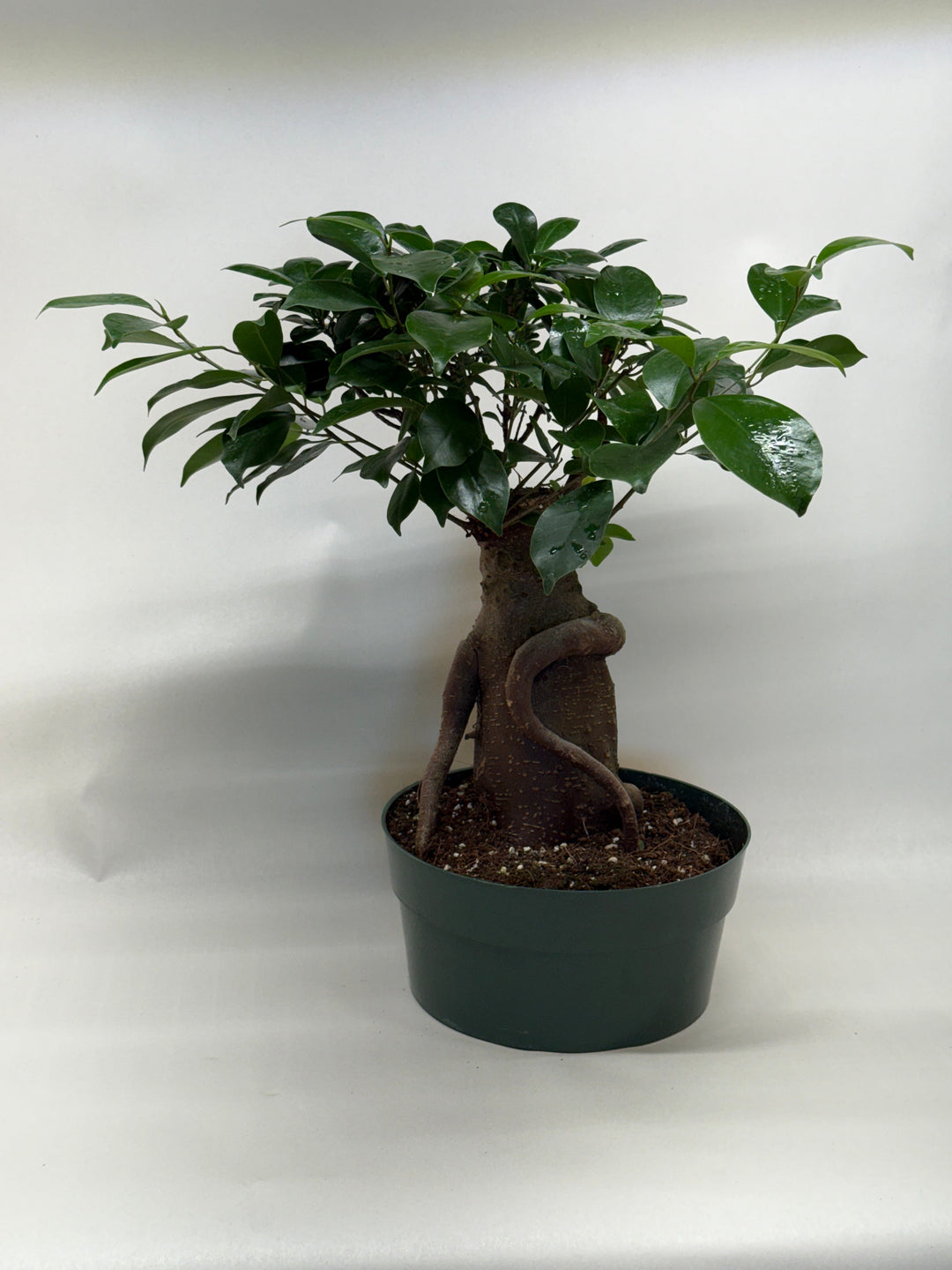 Ficus &