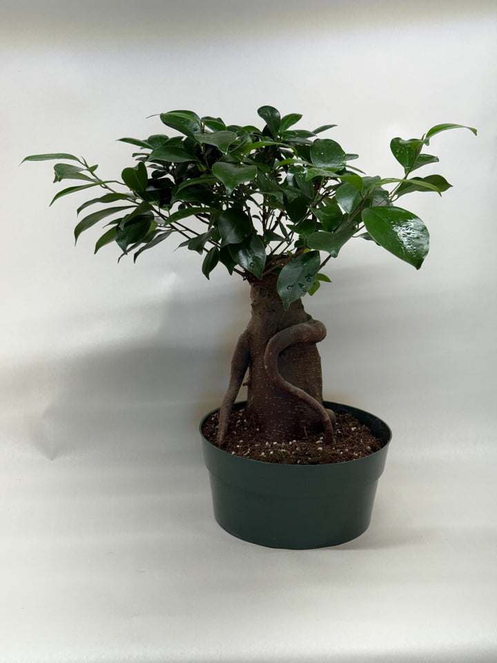 Ficus &