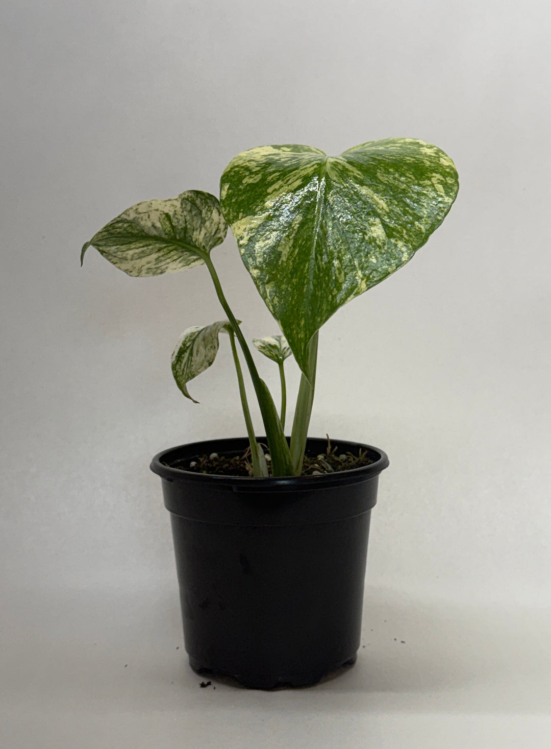 Monstera &