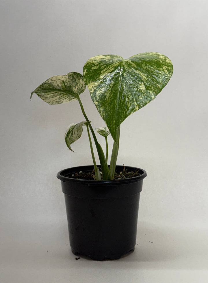 Monstera &