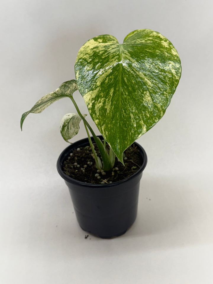 Monstera &