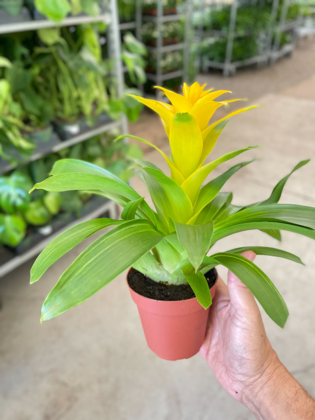 Bromeliad Guzmania &