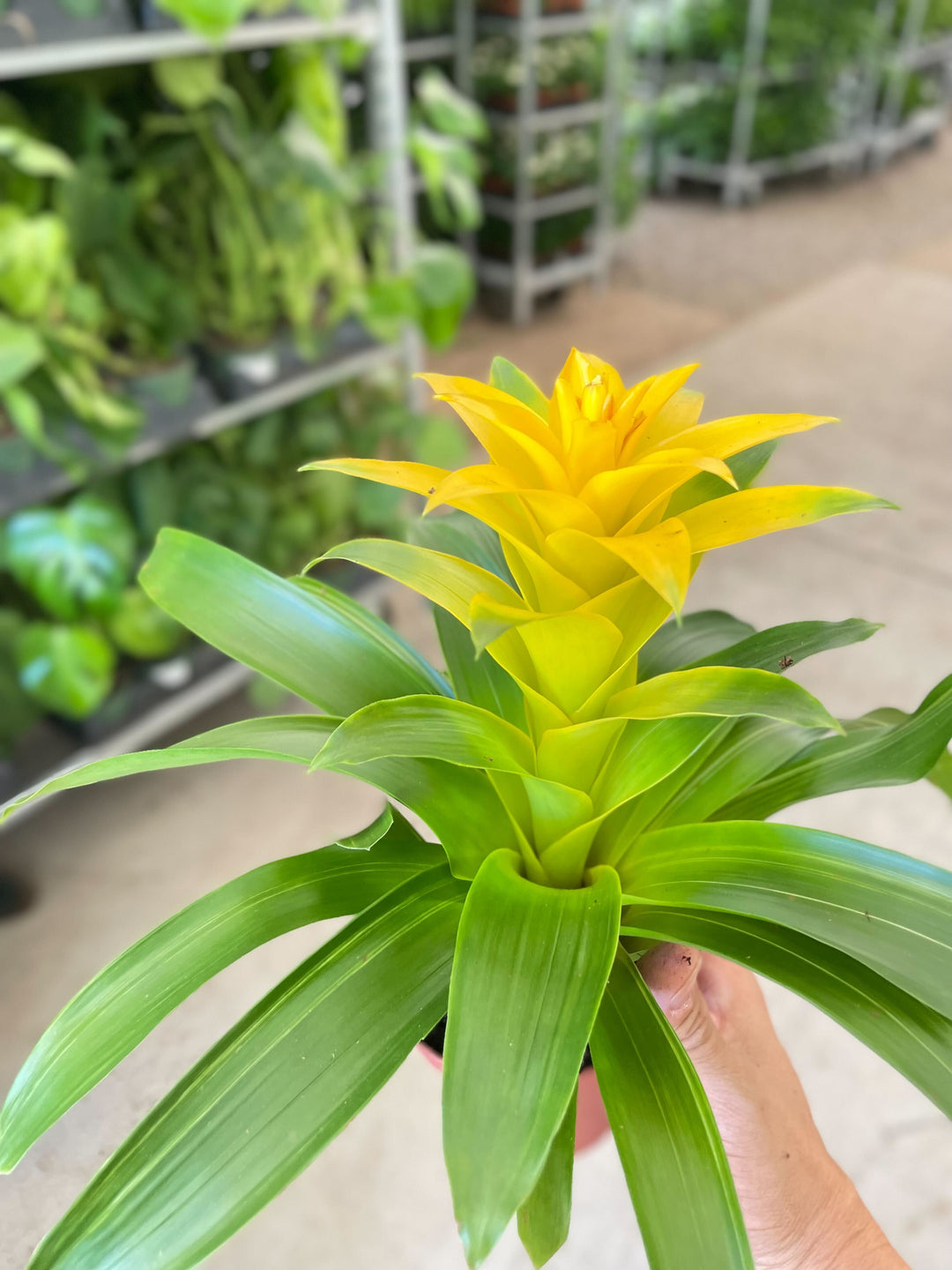 Bromeliad Guzmania &