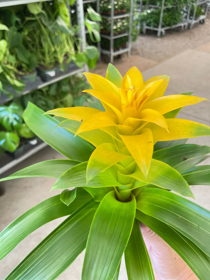 Bromeliad Guzmania &