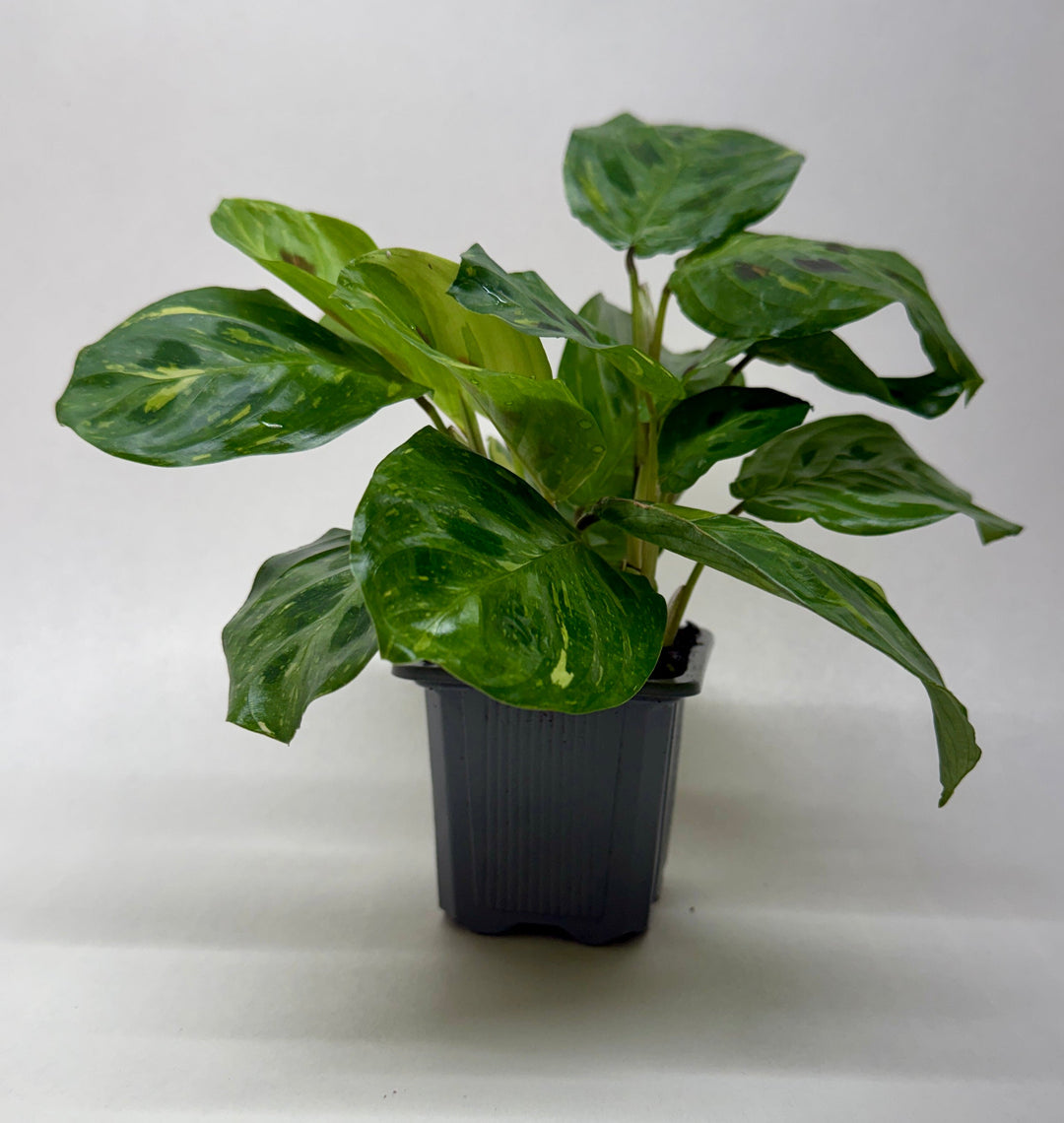 Maranta Variegated &
