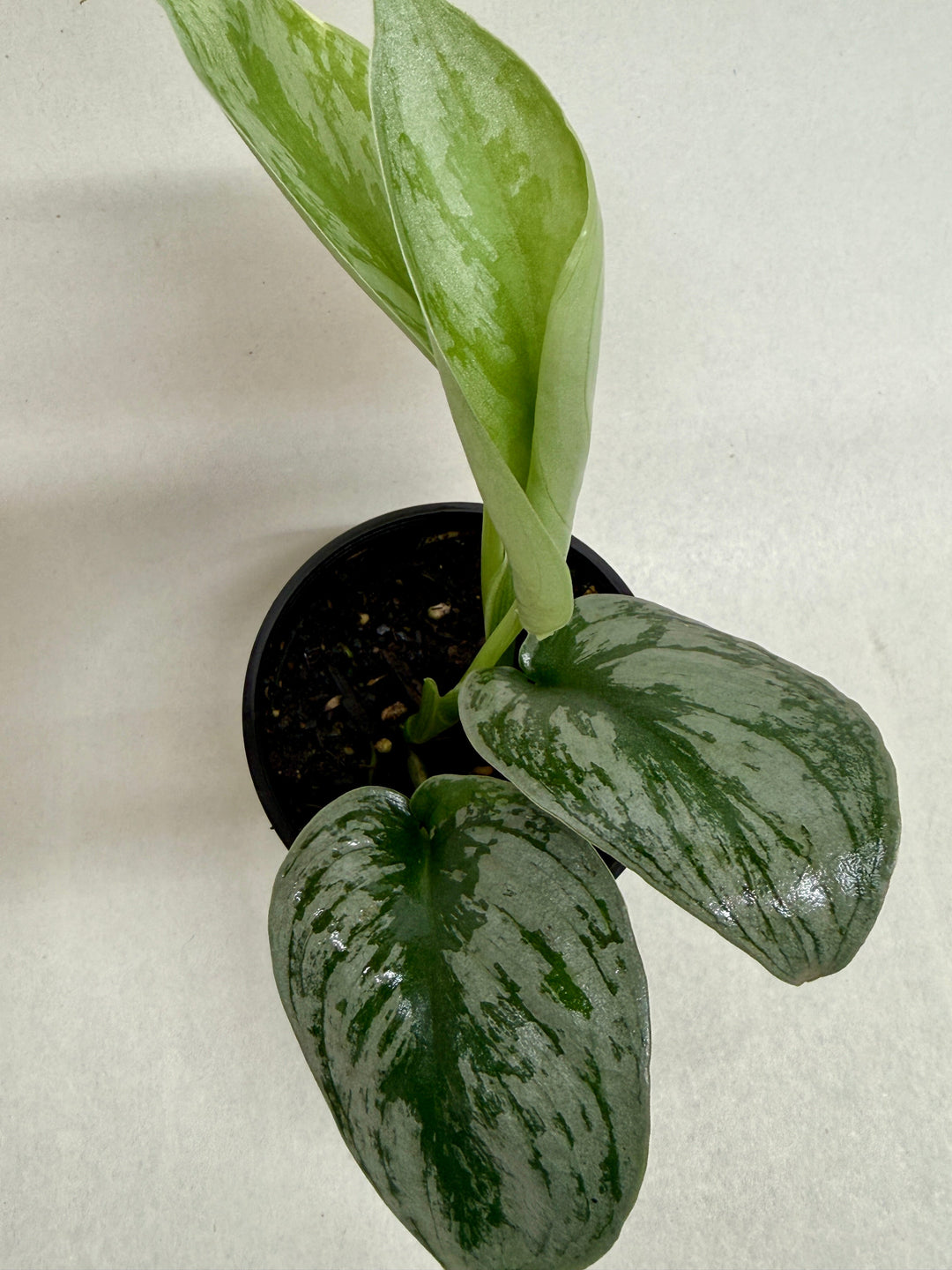Pothos &
