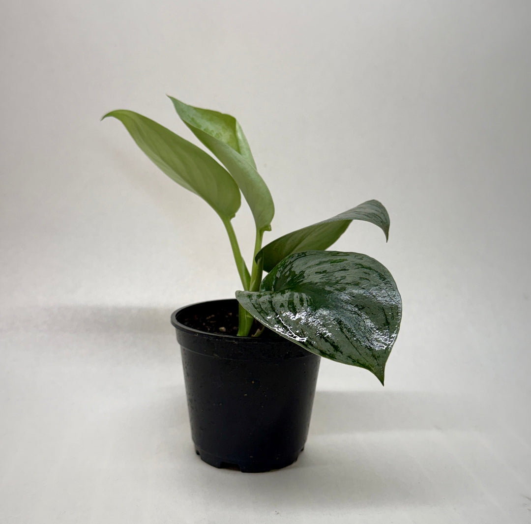 Pothos &
