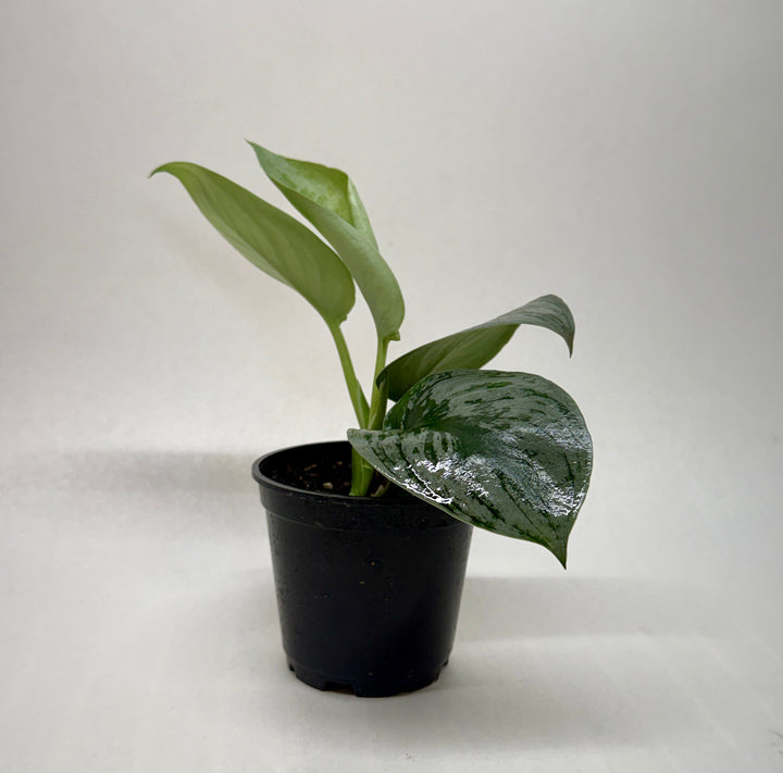 Pothos &