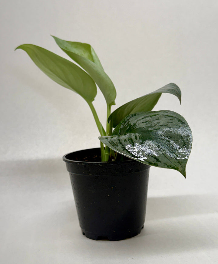 Pothos &