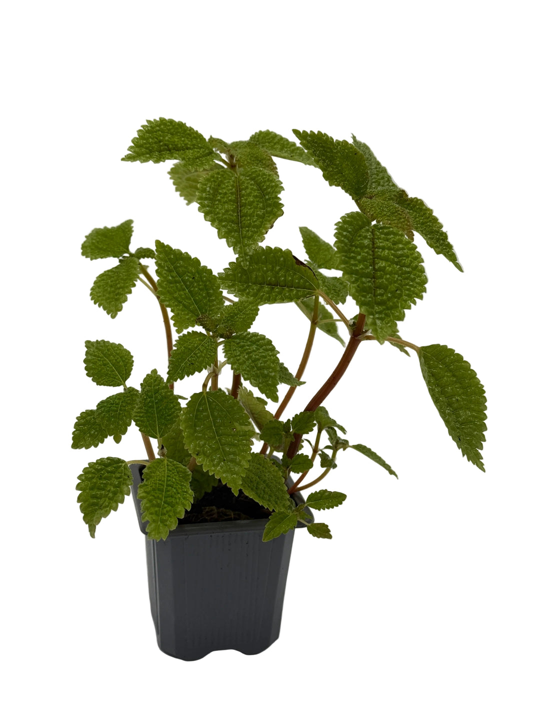 Pilea &