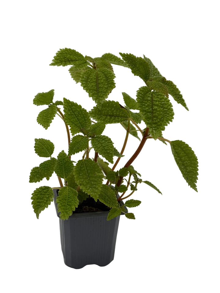 Pilea &