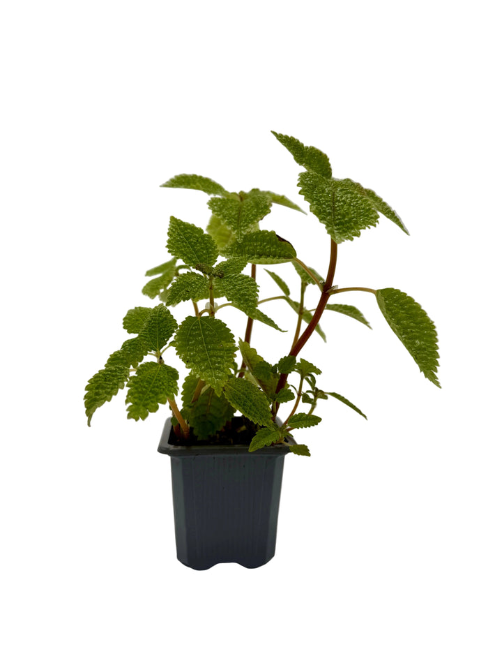Pilea &