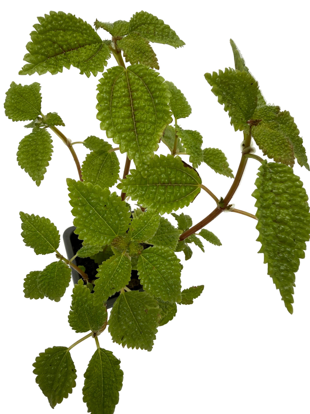 Pilea &