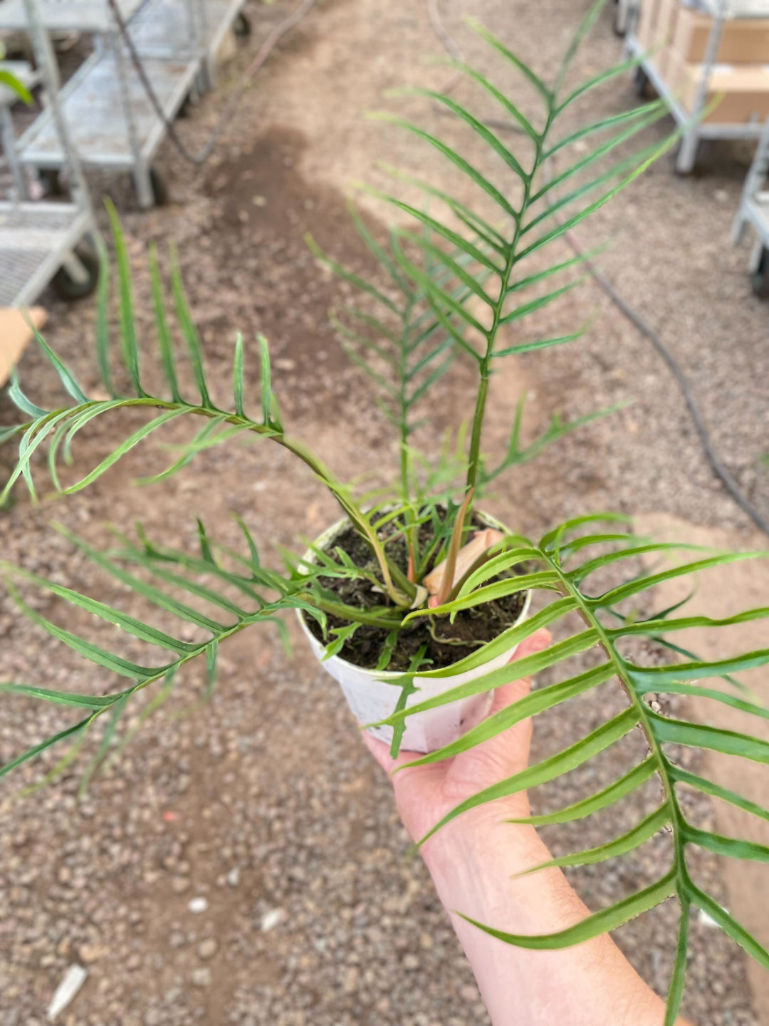 Philodendron &