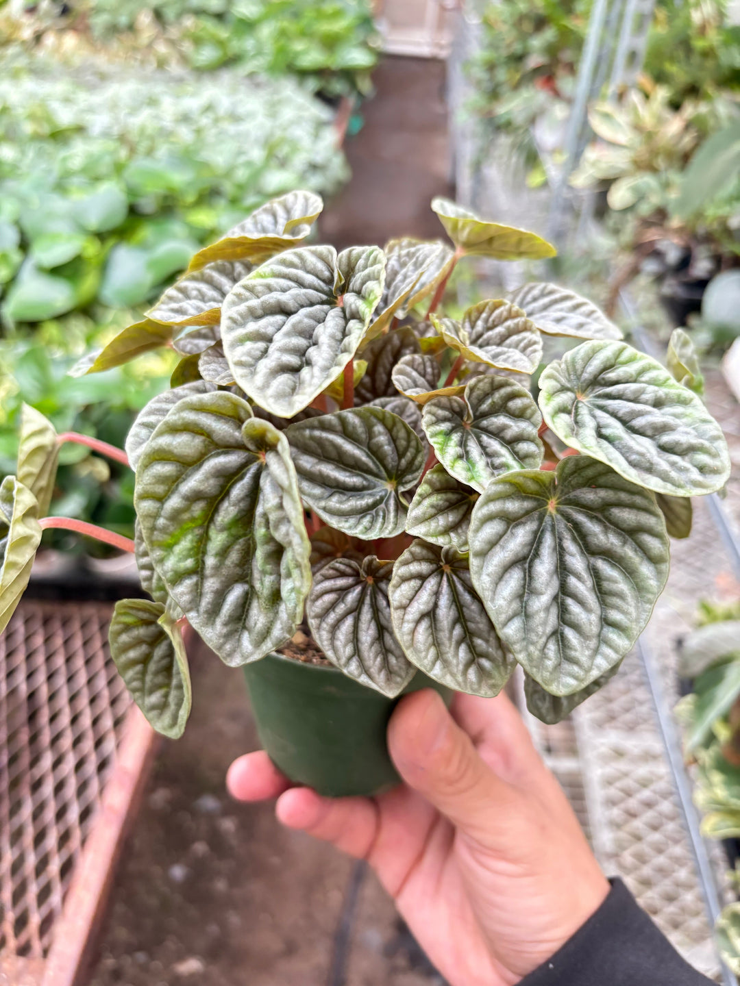 Peperomia &