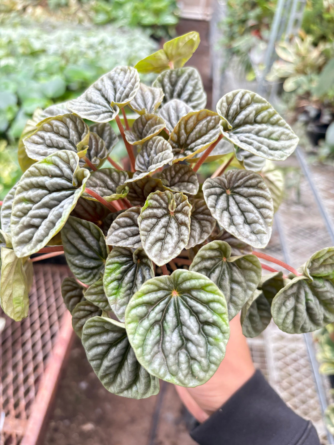 Peperomia &