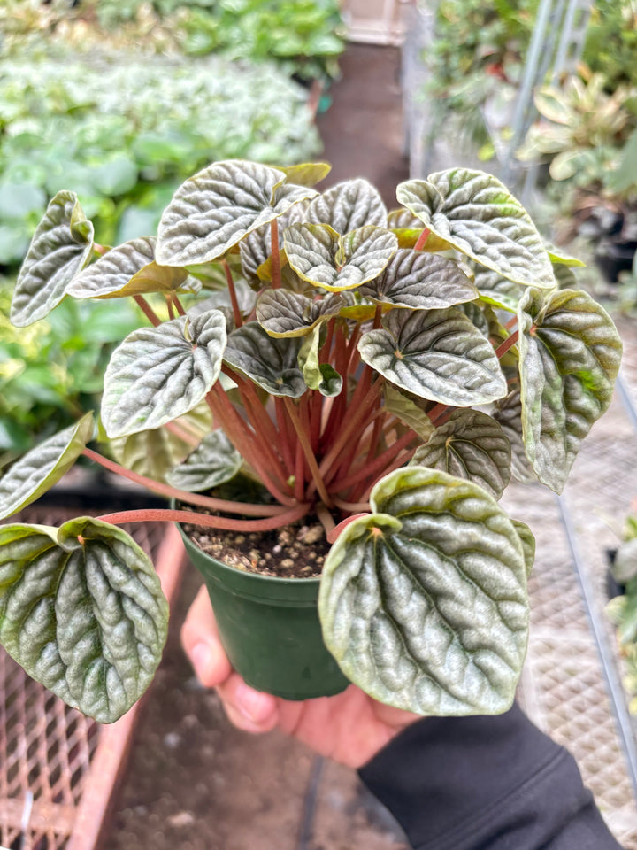 Peperomia &