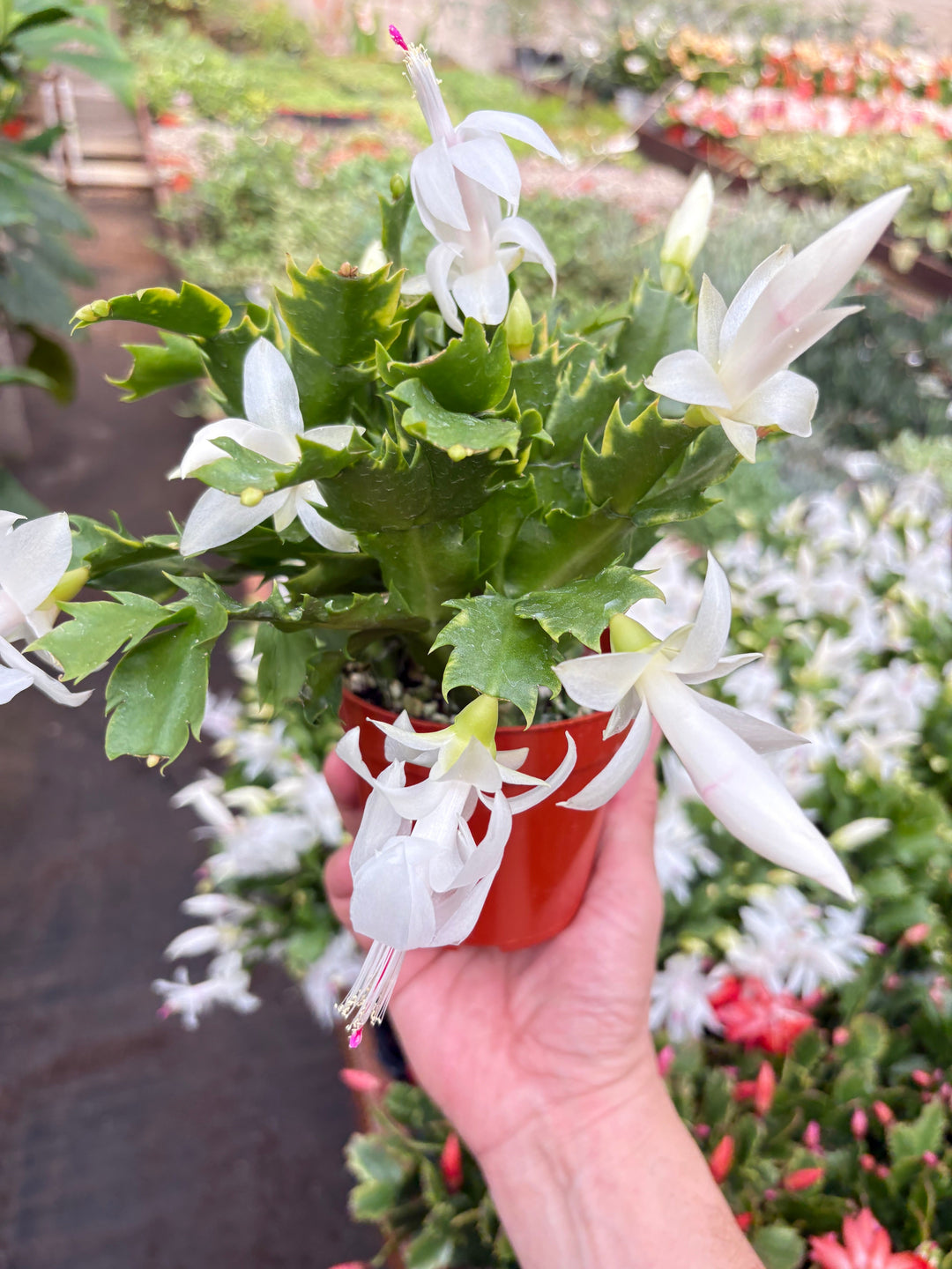 Zygocactus &